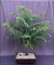 Bonsai norfolk island for sale  Patchogue