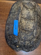 Turtle shells authentic for sale  Sycamore