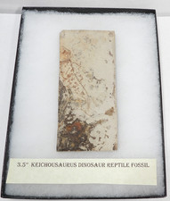 Keichousurus sinosaur reptile for sale  Augusta