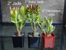 Baby jade gollum for sale  San Diego