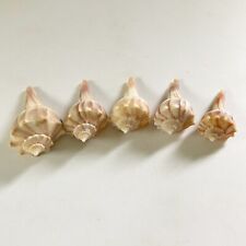 Knobbed whelk lot for sale  Star