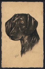 jagd terrier usato jagd terrier usato Spedire a Italy