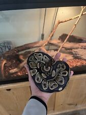 Ball python full for sale  La Center