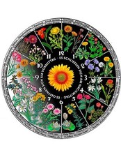 Horologium florae orologio usato  Italia