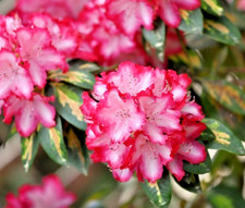 Rhododendron president rooseve for sale Rhododendron president rooseve for sale  NORTHWICH