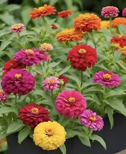 App. 400 zinnia for sale  TELFORD