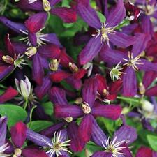 Clematis hardy shrub for sale  IPSWICH