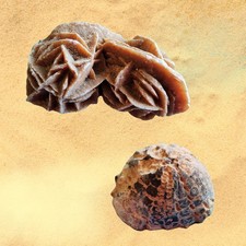 Seeigel sandrose wüstenrose gebraucht kaufen  Homburg