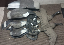 Lot canadian goose for sale  Longmont