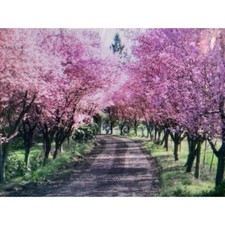 Live purple leaf for sale  English