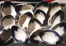 Medium quahog wampum for sale  Middletown