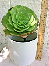 Big rooted aeonium for sale  Stockton