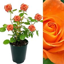 Rose bush whisky for sale  GLASGOW