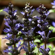 Ajuga chocolate chip for sale  LAUNCESTON