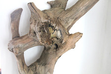 Schwemmholz treibholz skulptur gebraucht kaufen  Fronreute