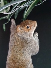 Taxidermy large climbing for sale  SHEFFIELD