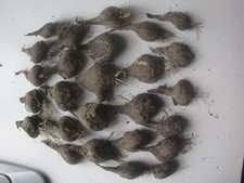 Lot bulbes sternbergia d'occasion  Ressons-sur-Matz