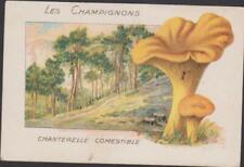 Antique chromo champignons d'occasion  Expédié en Belgium