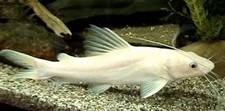 Pack albino asian for sale  Raymond