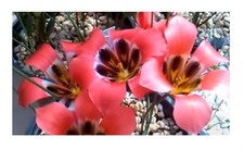 10x romulea sabulosa gebraucht kaufen  Pfullingen