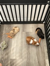 Looking rehome three for sale  Prescott Valley