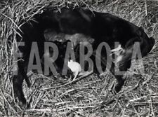 Vintage animali allattamento usato  Roma