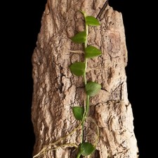 Rhaphidophora hayi rankpflanze gebraucht kaufen  Mainz