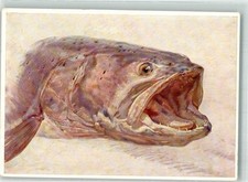 39905835 huchen fisch gebraucht kaufen  Eimeldingen