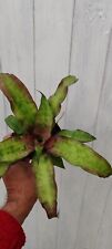 Cryptanthus star earth for sale  BRISTOL