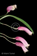 Masdevallia notosiberica bloom for sale  Santa Rosa