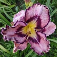 Liliowiec Daylily Romantic Breeze poj. 2L, używany na sprzedaż  PL