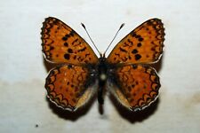 Sicilian fritillary melitaea usato  Siracusa