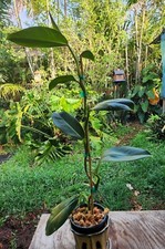 Philodendron linnaei plant for sale  Hollywood