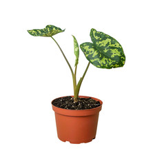 Alocasia hilo beauty for sale  Old Town