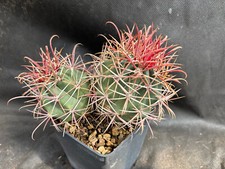 Ferocactus viscainensis vivaio usato  Massafra