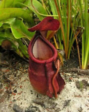 Nepenthes rowanae pianta usato  Italia