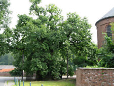 English oak quercus for sale  NEWTOWNARDS