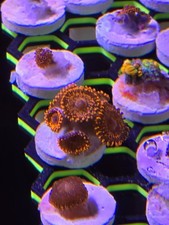 Daygo volcano zoas for sale  LIVERPOOL