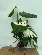 Monstera albo variegata usato  Massa di Somma