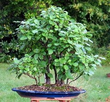 100 graines alnus d'occasion  Agen