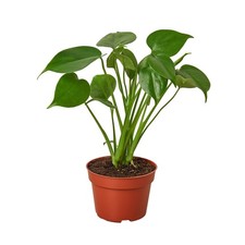Philodendron monstera split for sale  Old Town