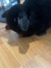 Pet holland lop for sale  Buena Park
