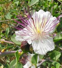 Capperi capparis spinosa usato  Reggio Calabria