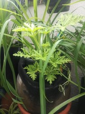 Zitronengeranie pelargonie duf gebraucht kaufen  Berlin