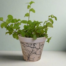 Callisia repens aurea for sale  COALVILLE