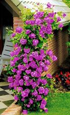 Climbing rose seeds for sale  LONDON