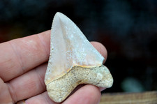 Wow genuine megalodon for sale  UK