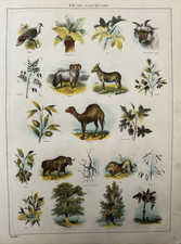 Antique bible print for sale  TORRINGTON