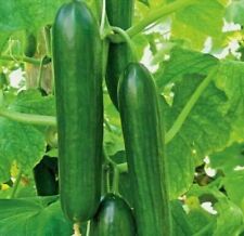Cucumber beth alpha for sale  THORNTON HEATH