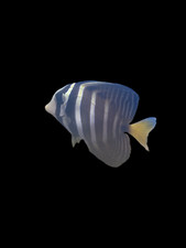 Live sailfin tang d'occasion  Expédié en Belgium